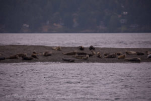 Harbor seals on the West spit of Yellow island