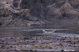 Harbor seal at kelp forest of New Channel