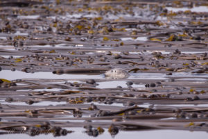 Harbor seal at kelp forest of New Channel