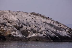 Cormorants at White Rock