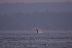 Biggs Orca tosses harbor Porpoise into the air