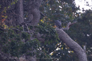 Peregrine Falcon