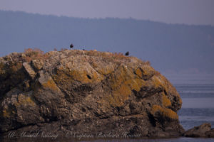 Black Oyster Catchers