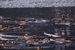 Harbor seals in Kelp Forest