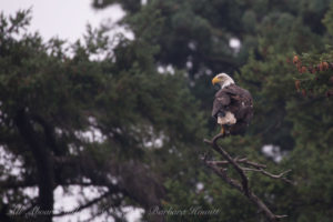 Bald eagle