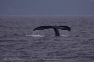 Humpback whale