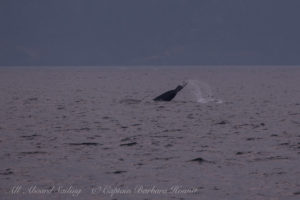 Humpback whale