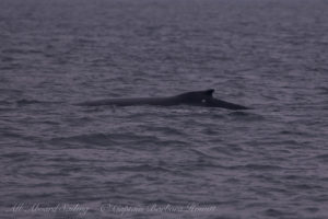 Humpback whale