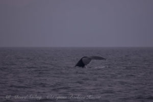 Humpback whale