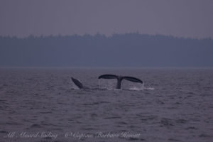 Humpback whale BCX0870, ‘Scoop’ with a new calf