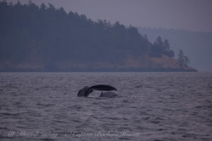 Humpback whale BCX0870, ‘Scoop’ with a new calf