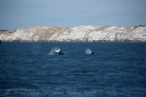 Biggs Orcas, Mandarte Island