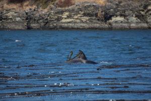 Biggs Orca calf playing in kelp