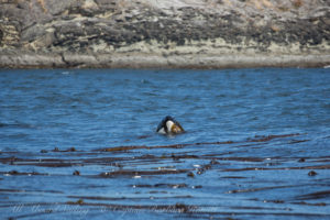 Biggs Orca calf playing in kelp