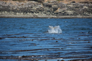 Biggs Orca calf playing in kelp