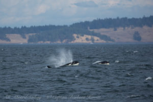 Biggs Orcas