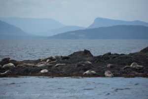 Harbor seal haulout