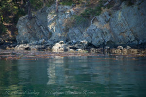 Cactus islands