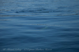 Transient Orca underwater