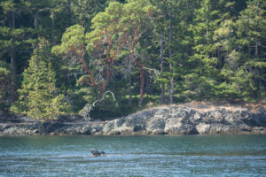 Harbor Seal at Spring Pass, Jones Island