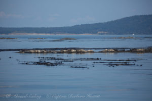 New Channel Kelp Forest and Harbor seal haulout