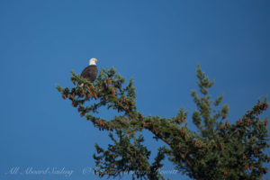 Bald Eagle