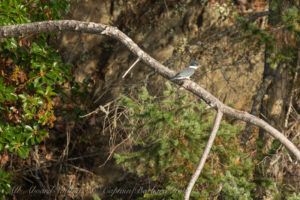 Belted Kingfisher