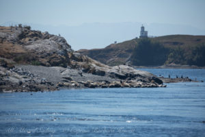 Harbor seals at Goose Island