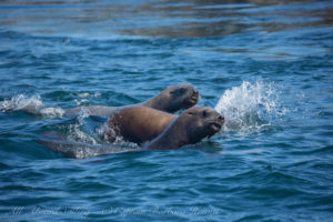 Steller Sea Lions Cattle Pass