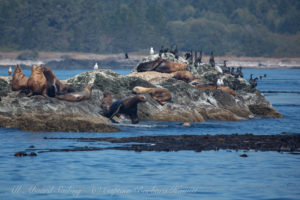 Steller sea Lion leaps into water at Whale Rocks