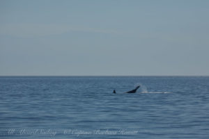 Southern Resident Orca