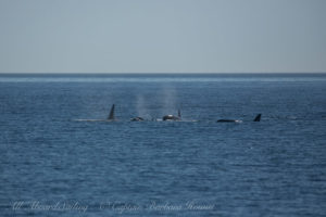 Southern Resident Orca family