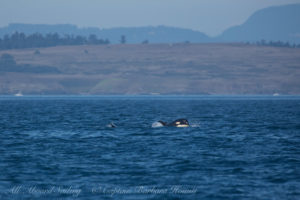 Southern Resident Orca