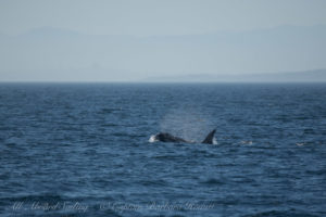 Southern Resident Orca