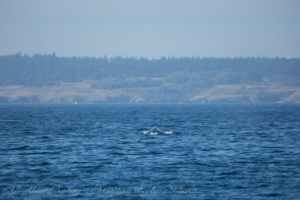 Humpback Whale Salmon Bank