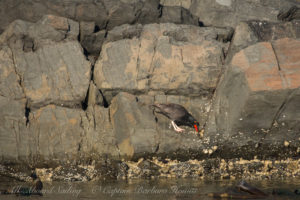 Black Oyster Catcher foraging barnacles