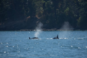 Biggs Orcas T37As hunting, Lopez island