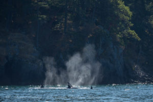 Biggs Orcas T37As , Lopez island