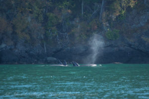 Biggs Orcas T37As , Lopez island