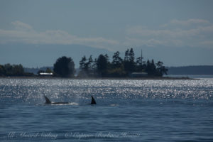 Biggs Orcas T37As , Lopez island