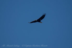 Bald Eagle in flight