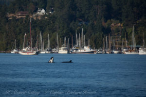 Biggs Orcas hunting a harbor seal, Deer Harbor, Orcas Island