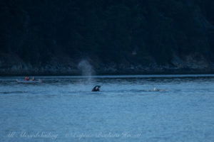 Biggs Orcas hunting a harbor seal, Deer Harbor, Orcas Island