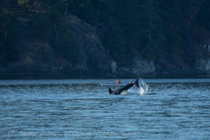 Biggs Orcas hunting a harbor seal, Deer Harbor, Orcas Island