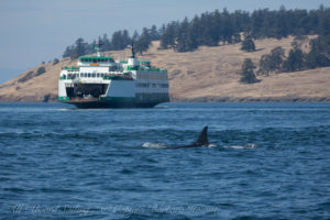 L25, ocean sun, and ferry in Spieden ChannelL25, ocean sun, and ferry in Spieden Channel