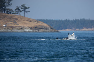 Southern Resident Orca Inverted Tail Lob, Green Point