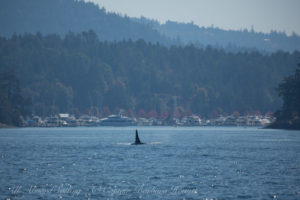 L41 Mega passing Roche Harbor, San Juan Island