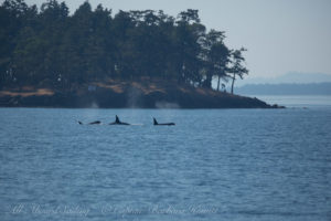 L12s, Southern Resident Orcas San Juan Island