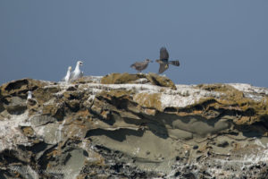 Coopers Hawk and Glaucous Winged Gulls with chick, Mandarte Island