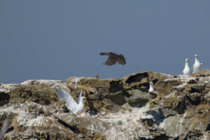 Coopers Hawk and Glaucous Winged Gulls, Mandarte Island